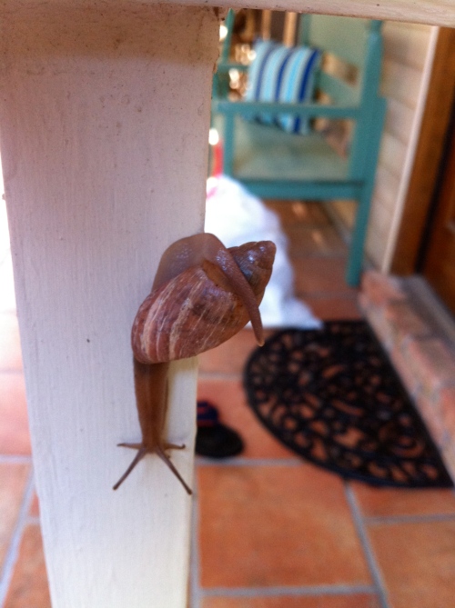 And then little snail went on his way....
